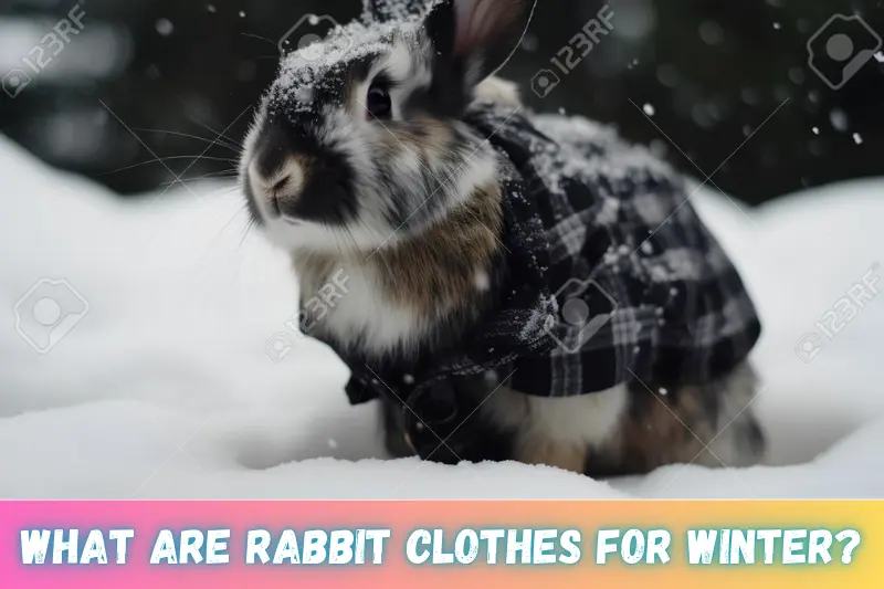 what are rabbit clothes for winter